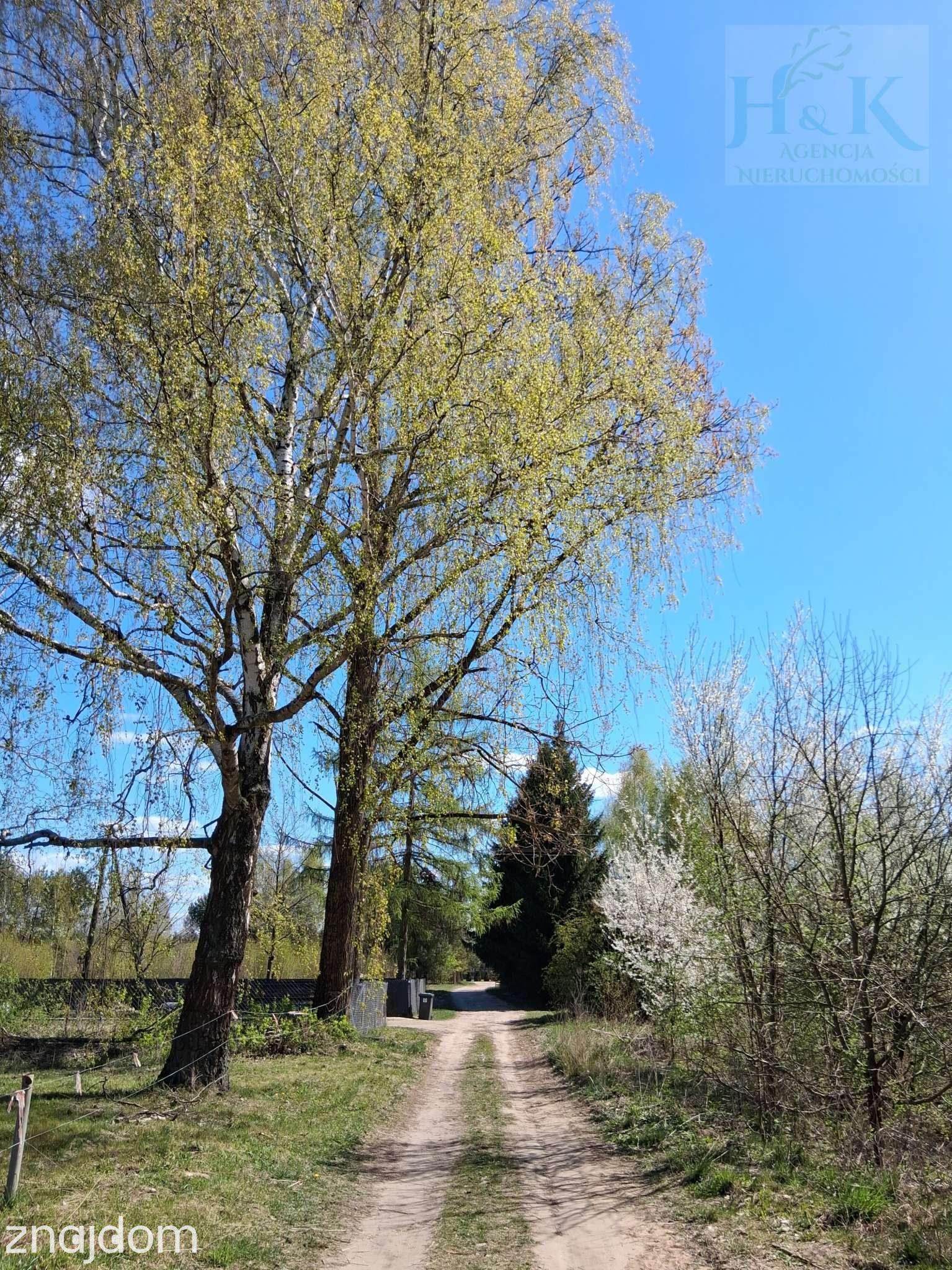 Wojnów — miejsce, gdzie czas zwalnia, a las opowiada własne historie - zdjęcie 3