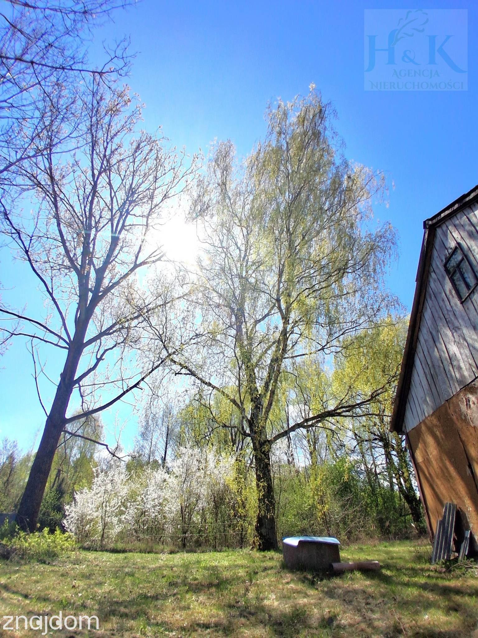 Wojnów — miejsce, gdzie czas zwalnia, a las opowiada własne historie - zdjęcie 7