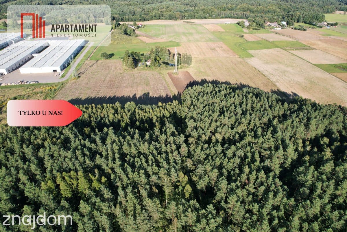 Siedlisko 11,75 ha z prywatnym lasem - zdjęcie 6