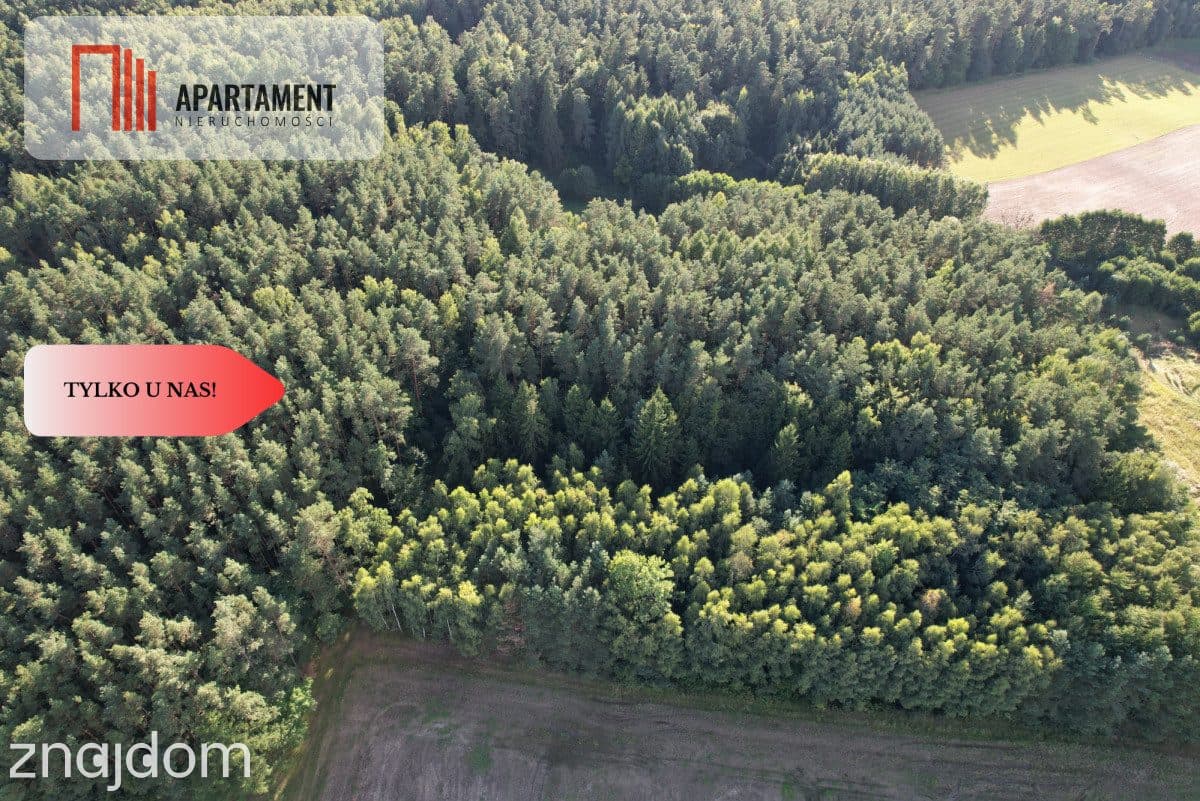 Siedlisko 11,75 ha z prywatnym lasem - zdjęcie 10