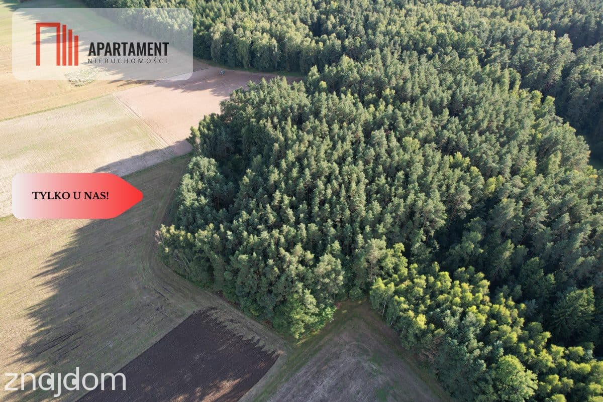 Siedlisko 11,75 ha z prywatnym lasem - zdjęcie 11