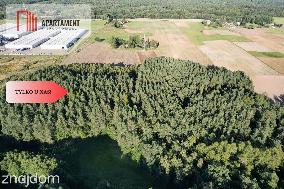 Siedlisko 11,75 ha z prywatnym lasem - zdjęcie 9