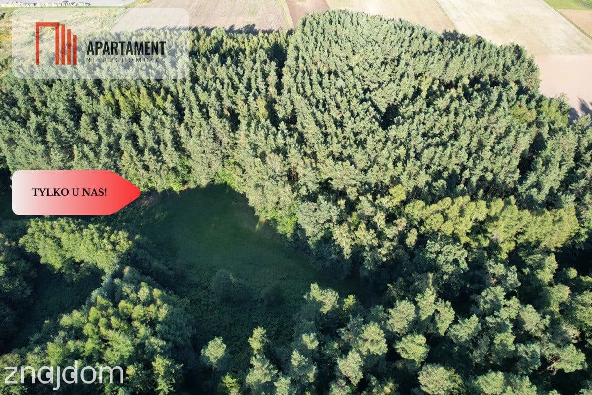 Siedlisko 11,75 ha z prywatnym lasem - zdjęcie 13