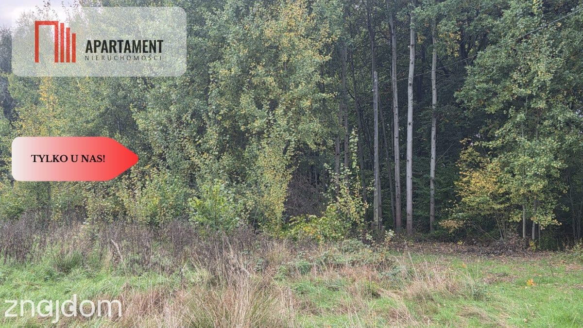 1.17ha klimatu i potencjału z własnym lasem - zdjęcie 12