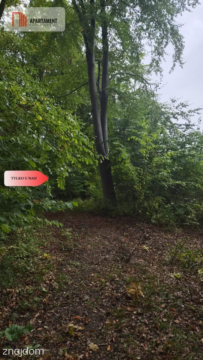 1.17ha klimatu i potencjału z własnym lasem - zdjęcie 15