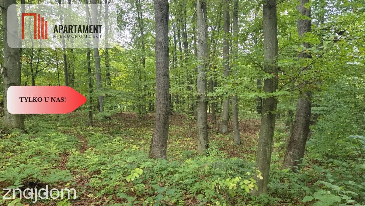 1.17ha klimatu i potencjału z własnym lasem