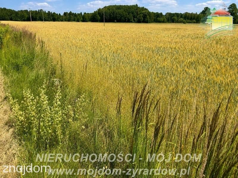 Dwie działki rolne w Studzieńcu! - zdjęcie 6