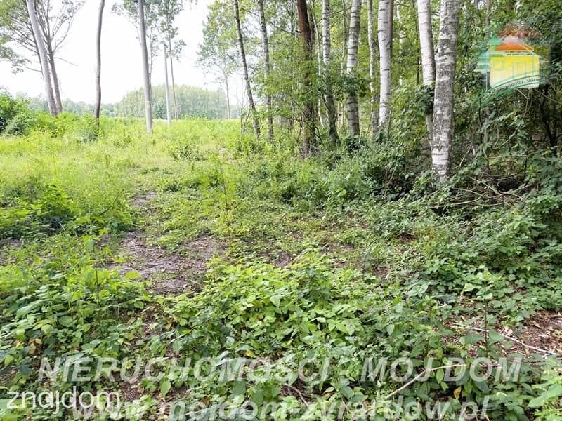 Duża działka w miejscowość Zazdrość! - zdjęcie 12
