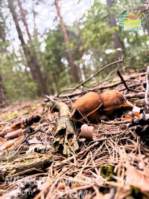 Działka z potencjałem inwestycyjnym! - zdjęcie 8