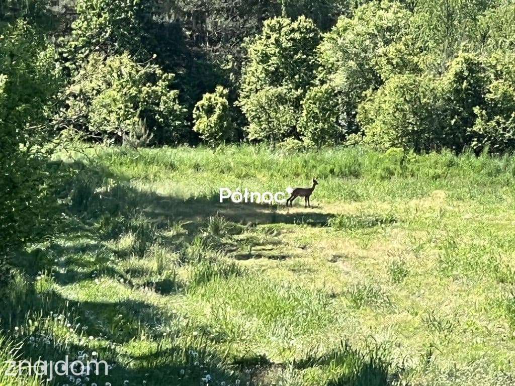 DZIAŁKI PRZY LESIE - zdjęcie 6
