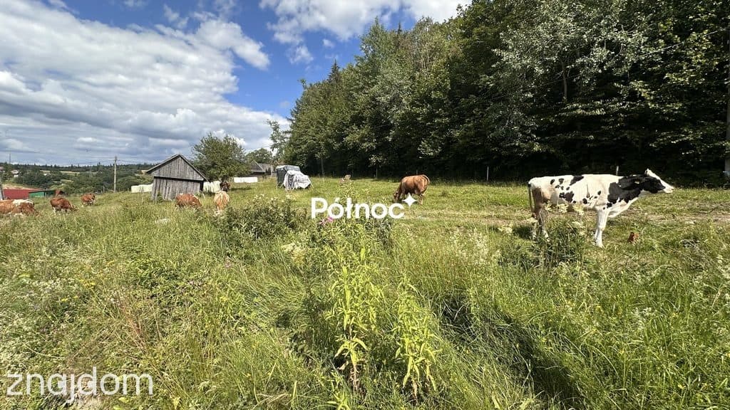 Działki budowlano-rolne | Podwilk | 24 ar - zdjęcie 4