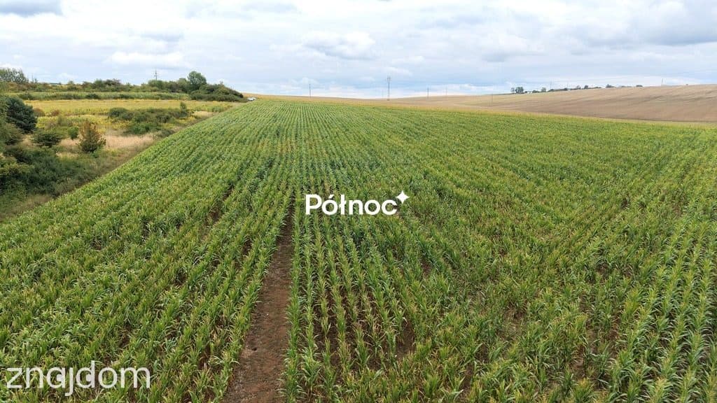 Działka rolna 2,45ha z uprawą kukurydzy | gm Janów - zdjęcie 2