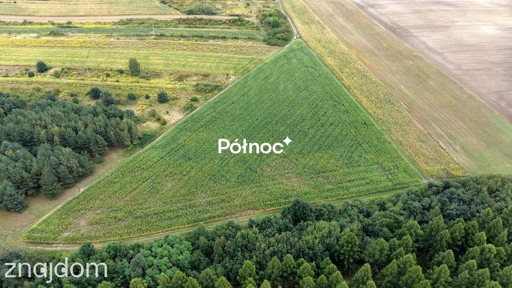 Działka rolna 2,45ha z uprawą kukurydzy | gm Janów - zdjęcie 3
