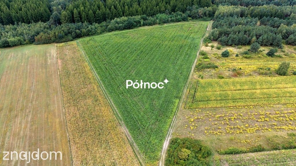 Działka rolna 2,45ha z uprawą kukurydzy | gm Janów - zdjęcie 4