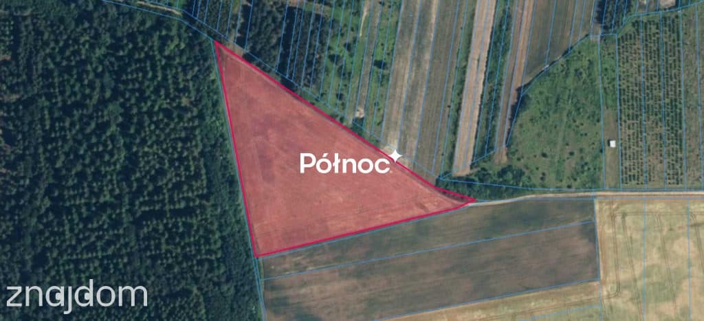 Działka rolna 2,45ha z uprawą kukurydzy | gm Janów - zdjęcie 5