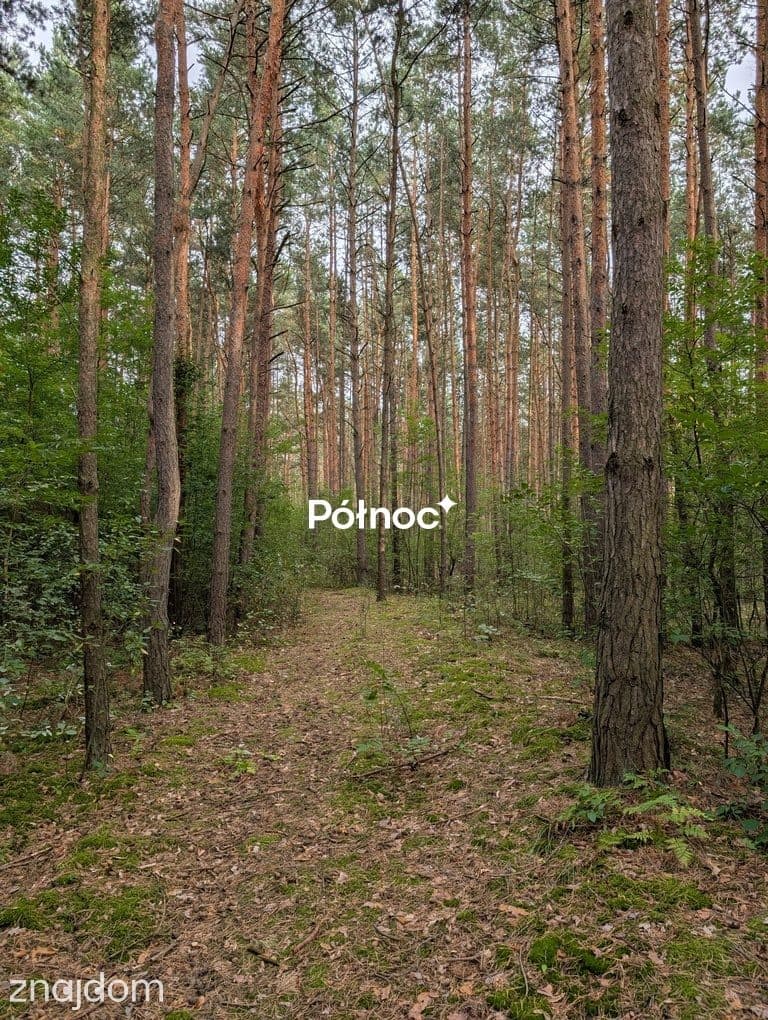 Leśna działka z naturalnymi pagórkami | Łosie gm. Radzymin - zdjęcie 6