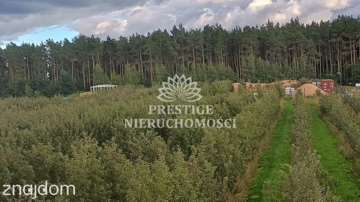 Działki budowlane przy lesie z sadem – Szczutki - zdjęcie 5