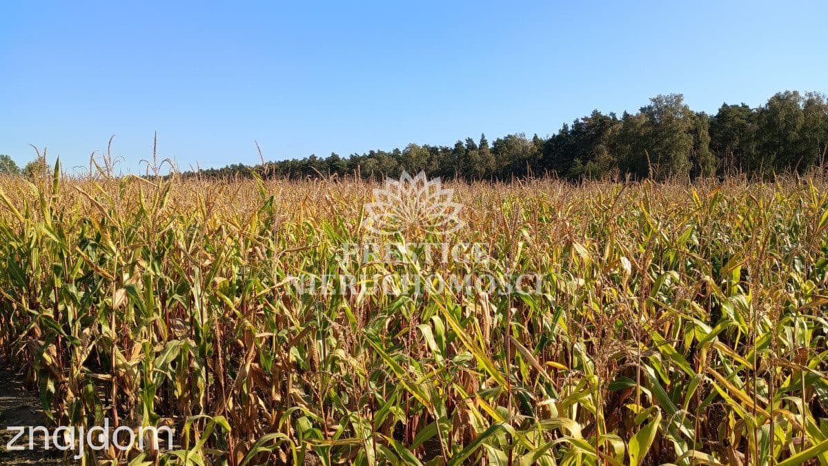 Działka budowlana - 922m2, Ojrzanowo, gm. Łabiszyn - zdjęcie 3
