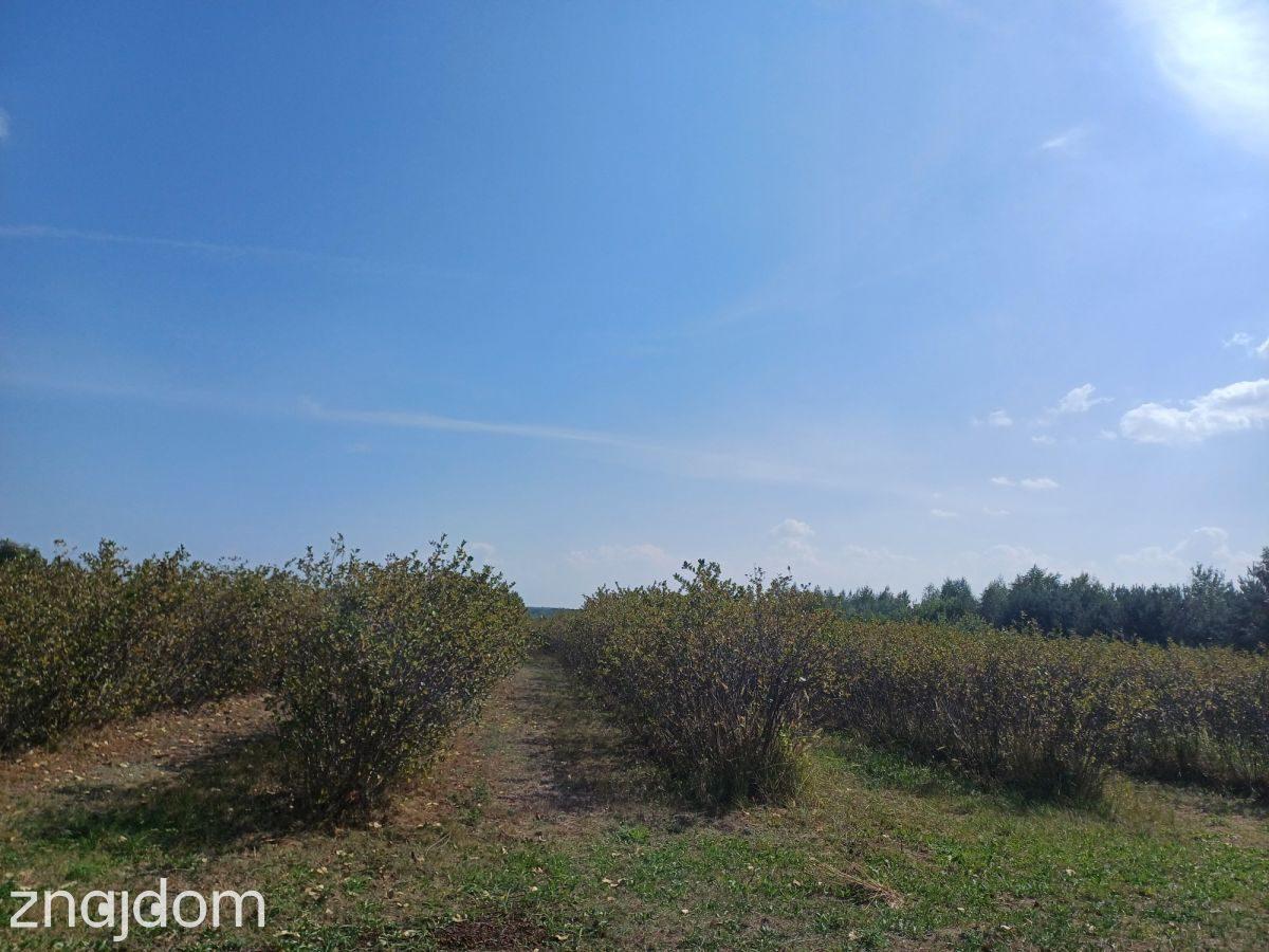 Działka na sprzedaż 18 600m2 - zdjęcie 4