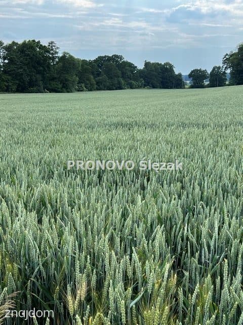 Działka budowlana w Borkowicach, blisko Obornik Ś - zdjęcie 3