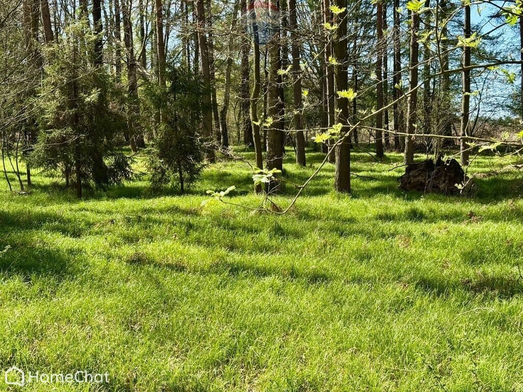 Działka leśna Jankowice 4110 m² Świerklany