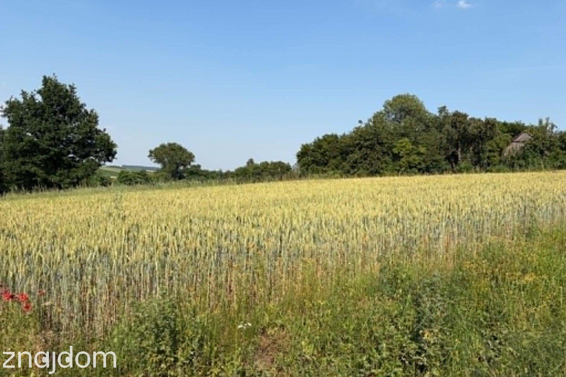 Działka z WZ na sprzedaż Dodów Gm Radziemice - zdjęcie 3