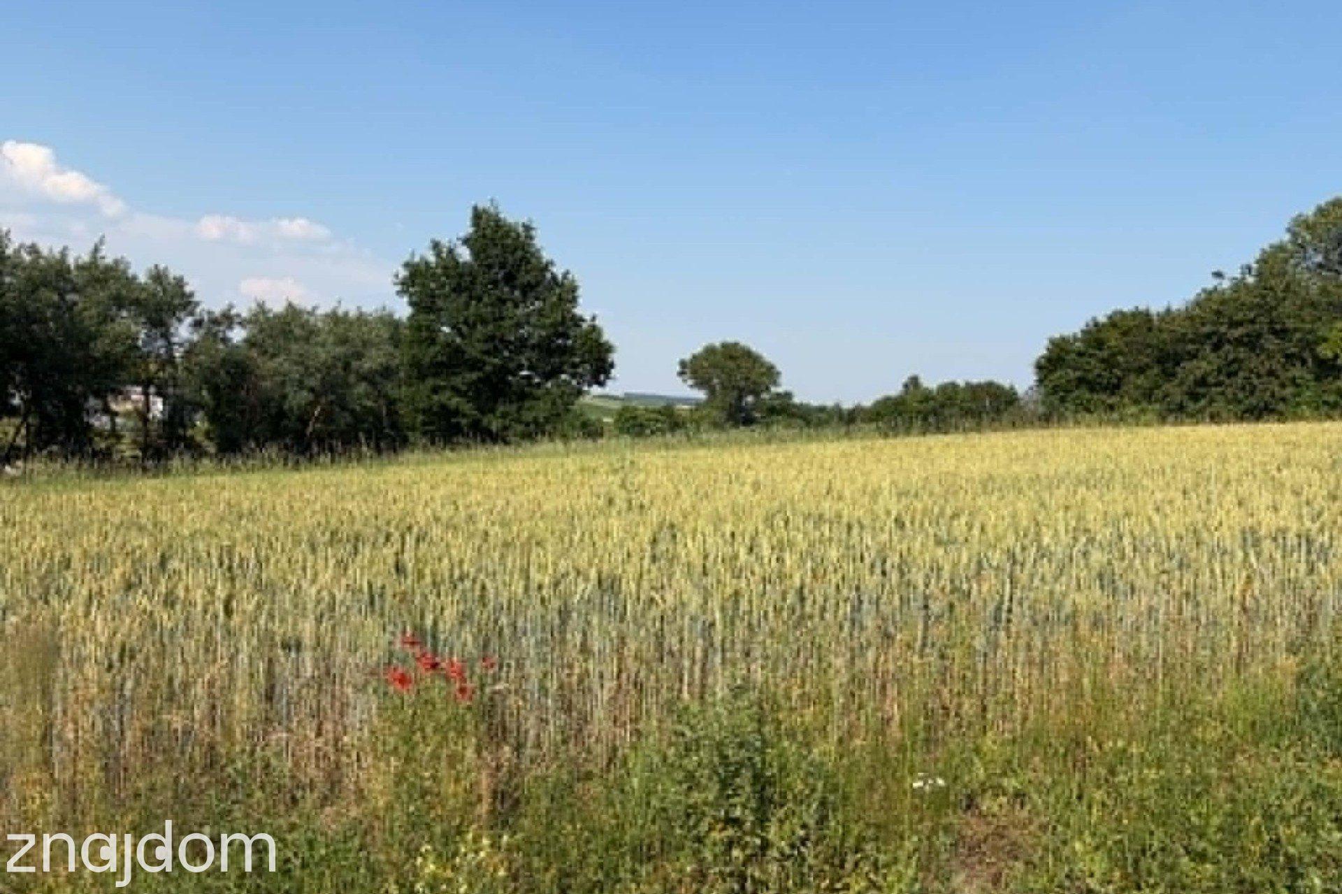 Działka z WZ na sprzedaż Dodów Gm Radziemice - zdjęcie 5
