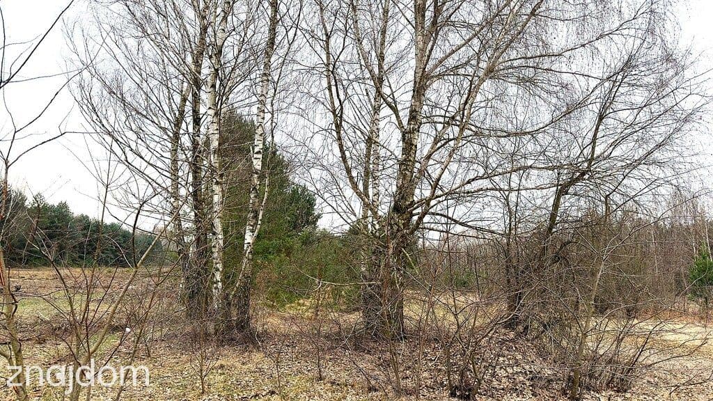 Działka inwestycyjna z MPZP k. Skierniewic - zdjęcie 4