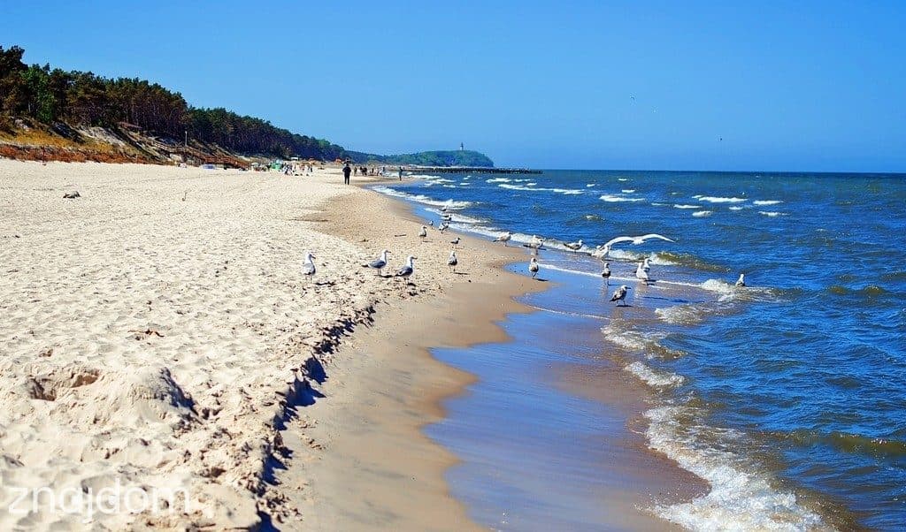 Apartament wakacyjny w sercu sosnowego lasu - zdjęcie 15