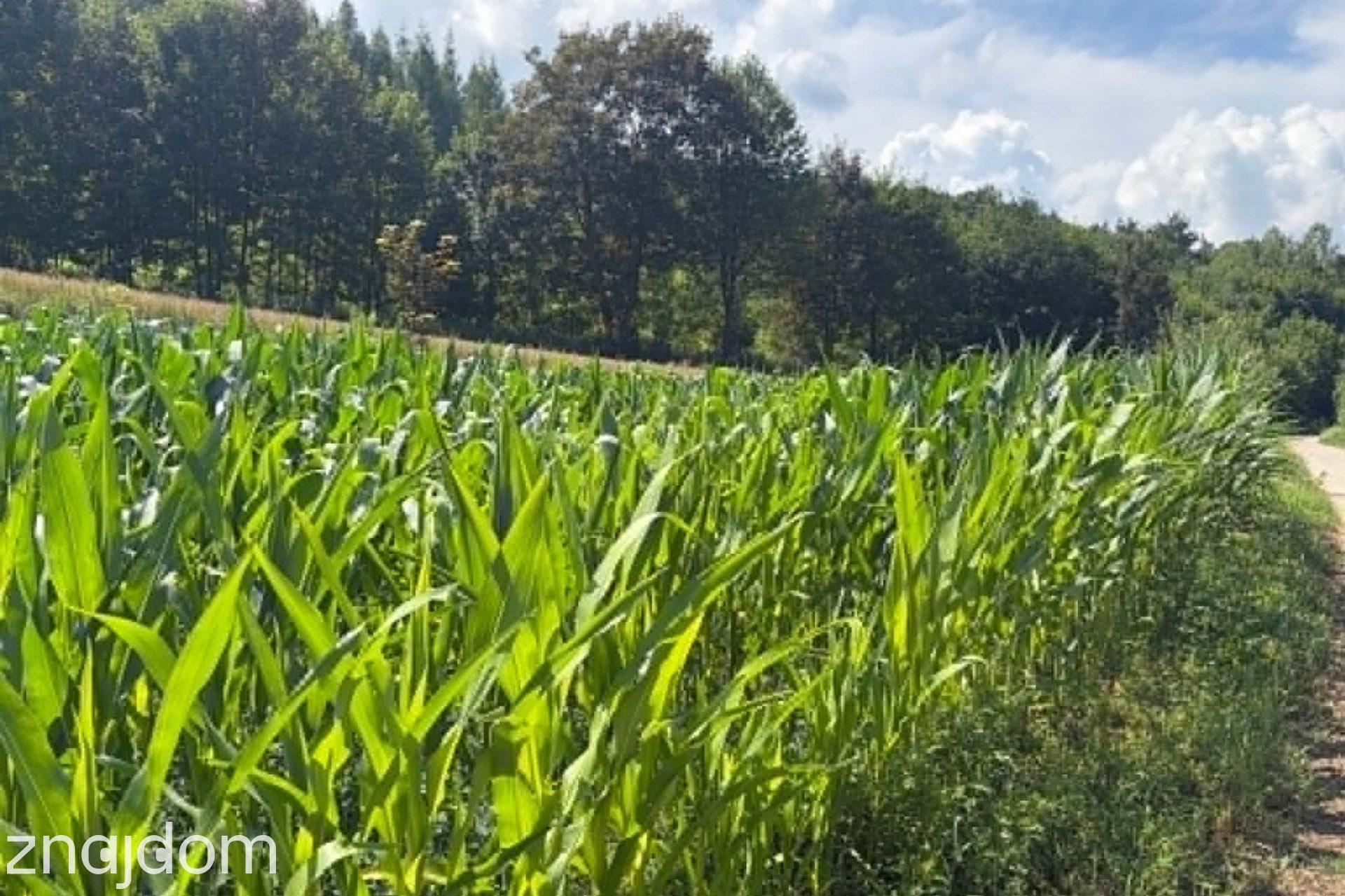 Działka rolna Jaksice Gmina Miechów - zdjęcie 4