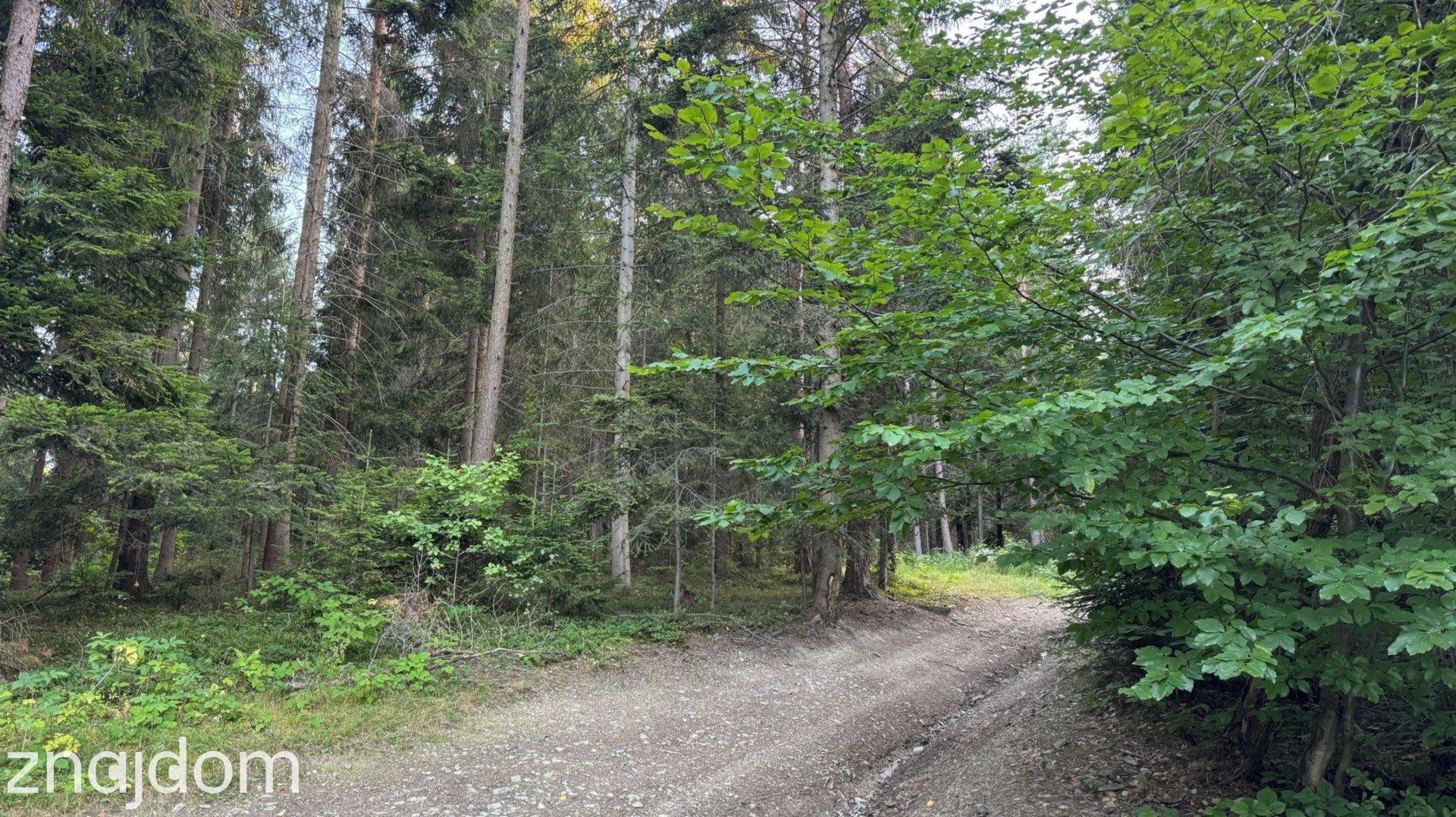 Działka leśna 20 700 m² – Kasina Wielka - zdjęcie 4