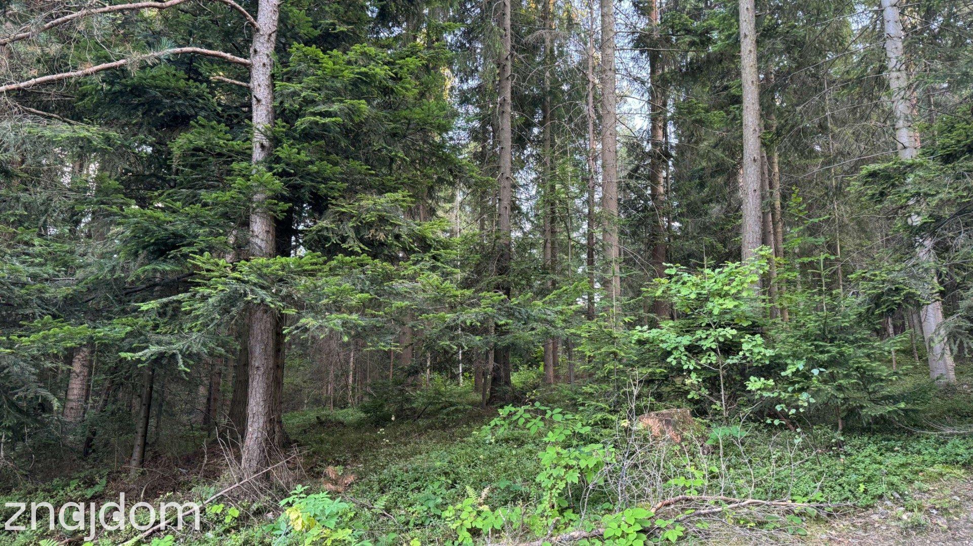 Działka leśna 20 700 m² – Kasina Wielka - zdjęcie 5