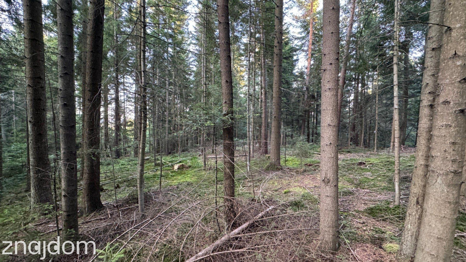 Działka leśna 20 700 m² – Kasina Wielka - zdjęcie 6