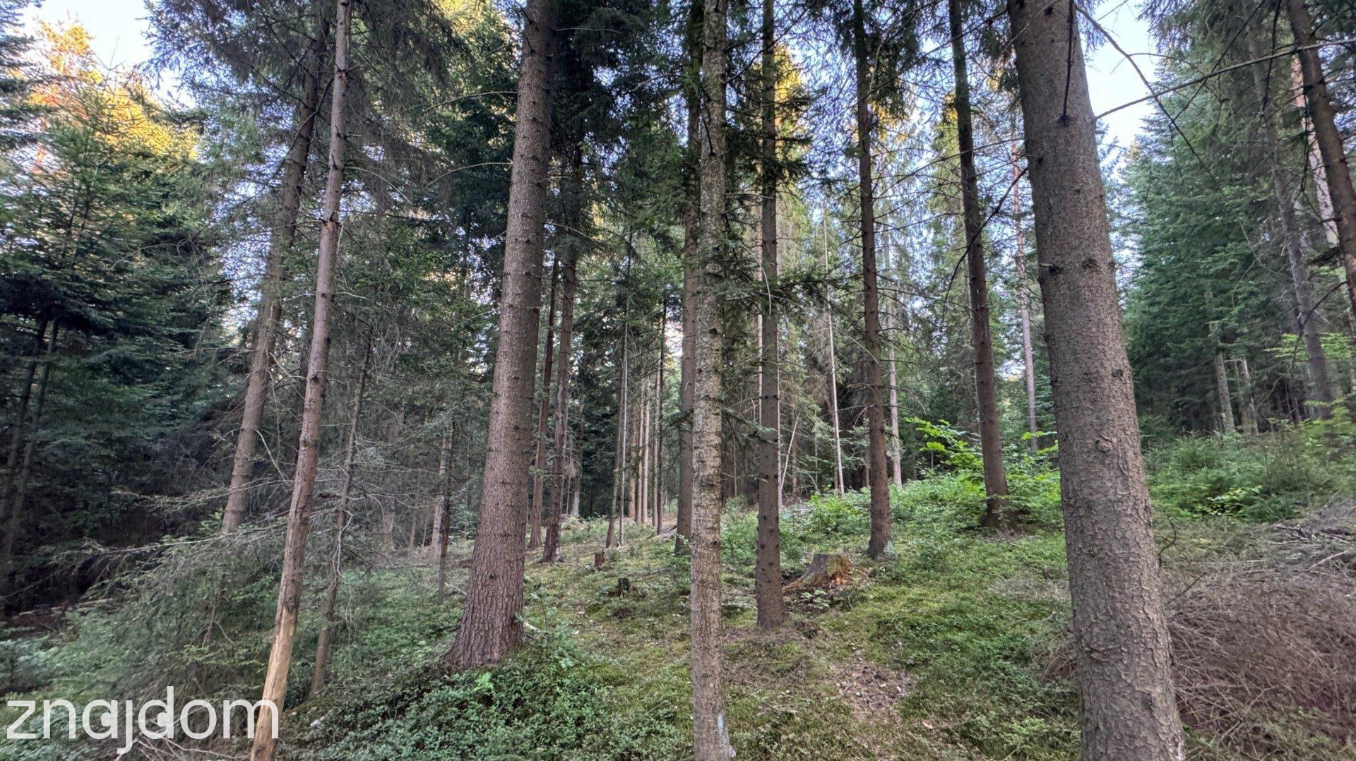 Działka leśna 20 700 m² – Kasina Wielka - zdjęcie 7