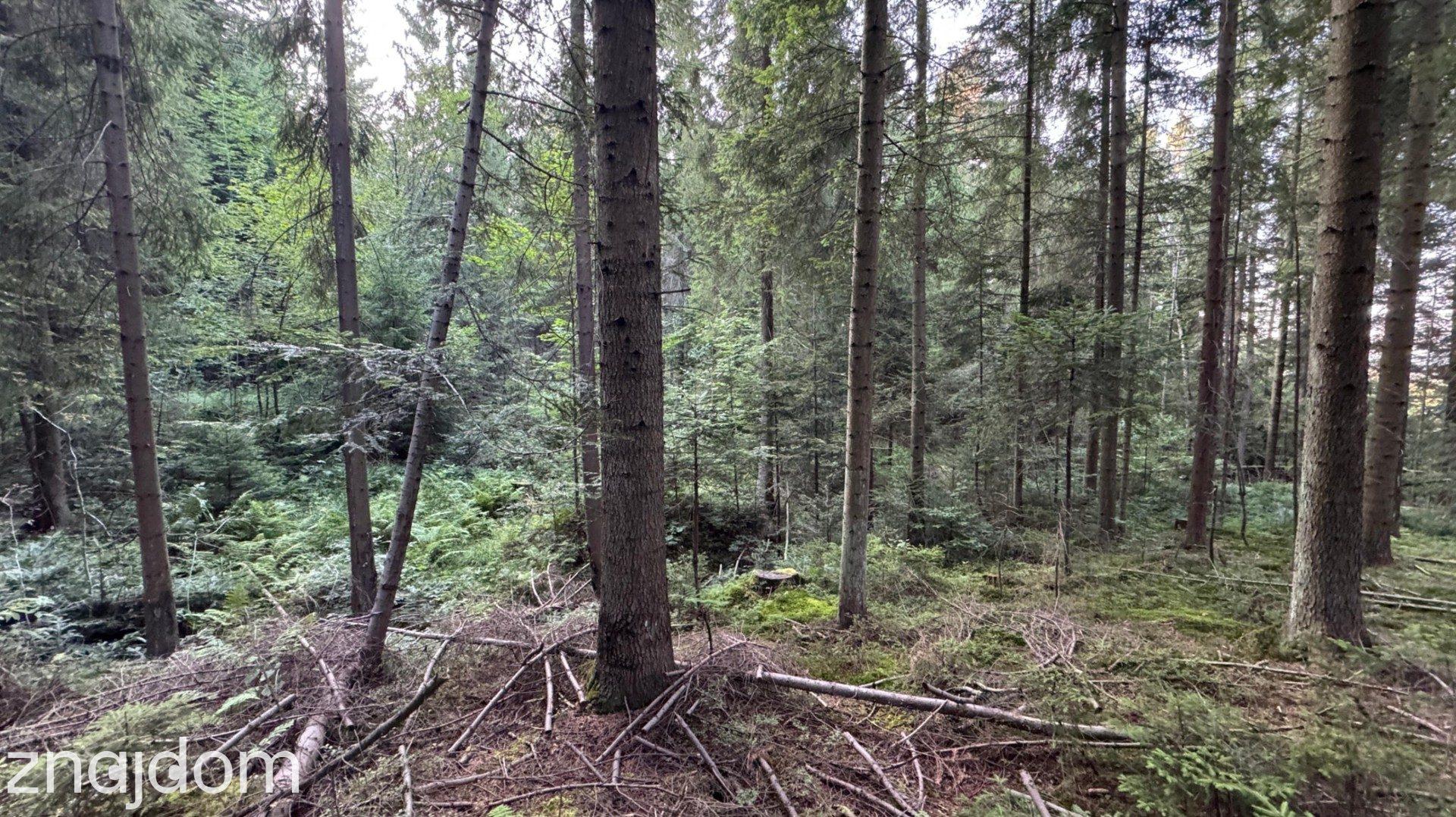 Działka leśna 20 700 m² – Kasina Wielka - zdjęcie 8