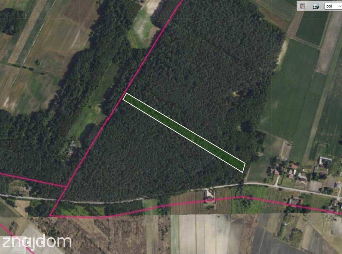Działka leśna 1,5 ha w Justynowie - zdjęcie 3
