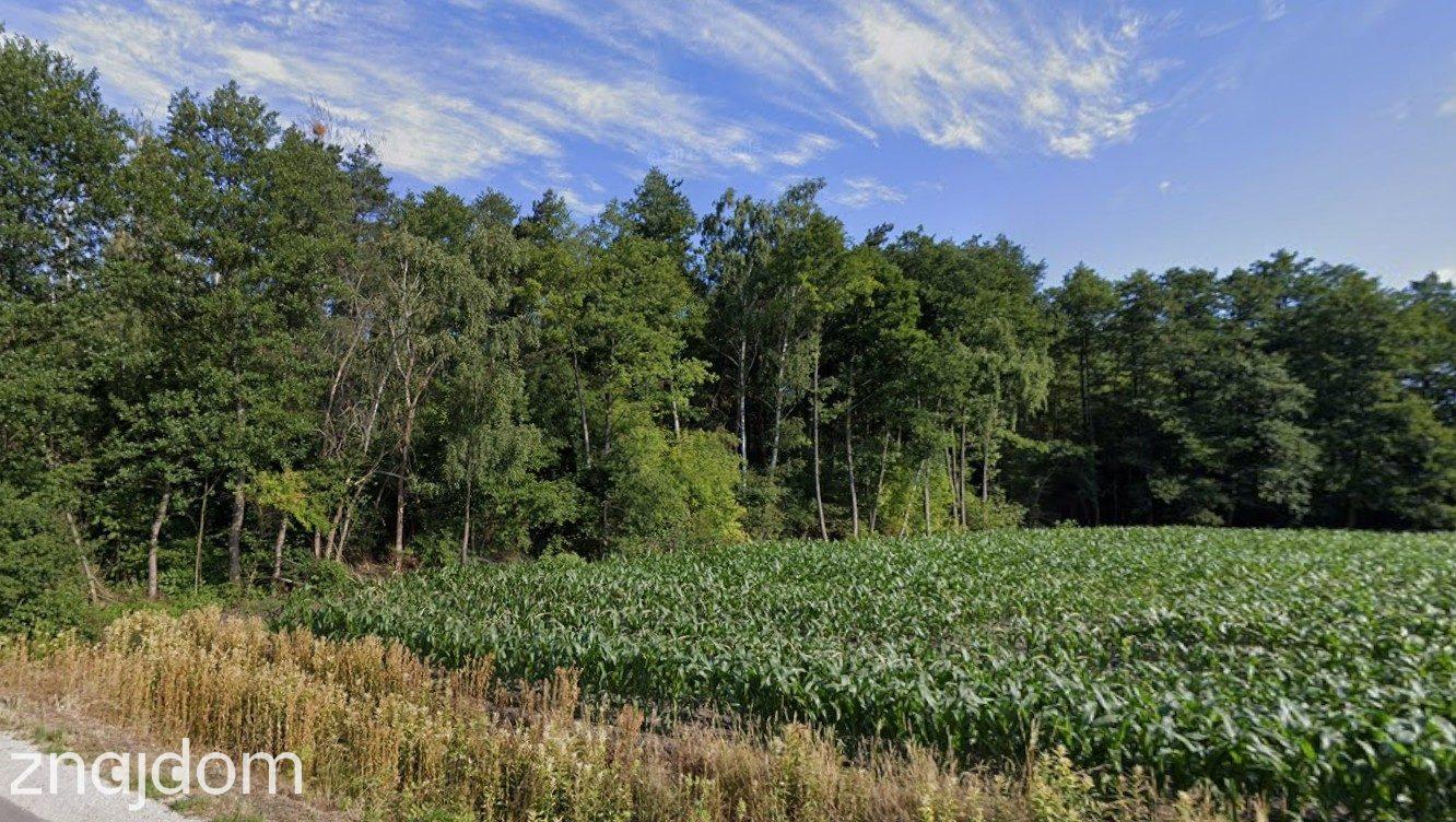 Działka leśna 1,5 ha w Justynowie - zdjęcie 4