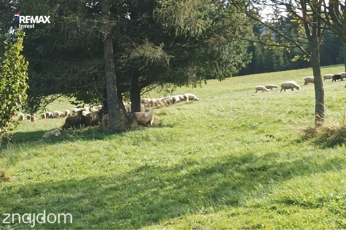 Górska enklawa – 2,5 ha wolności - zdjęcie 13