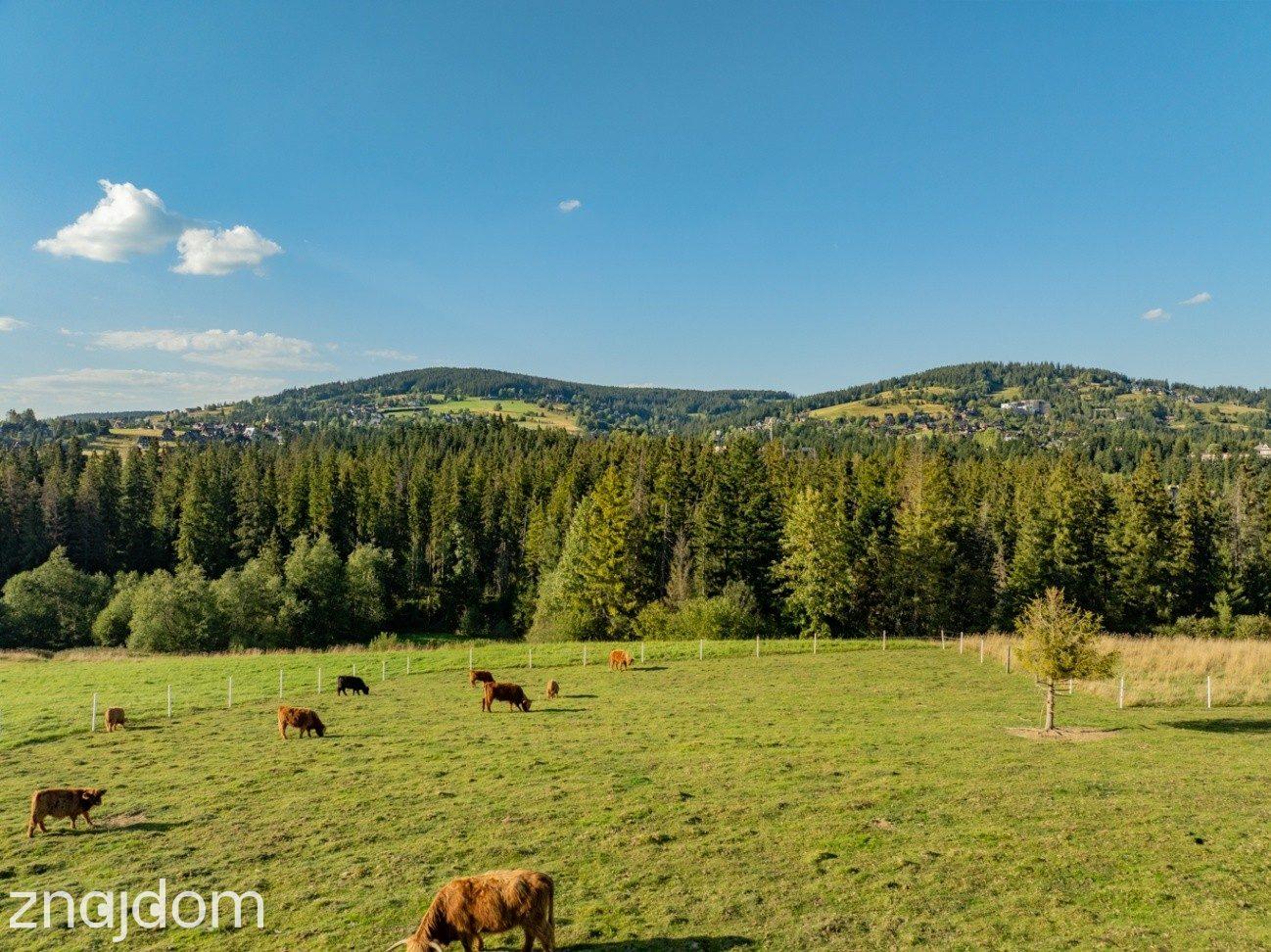 Działka rolna 3115 m² | Kościelisko - zdjęcie 11
