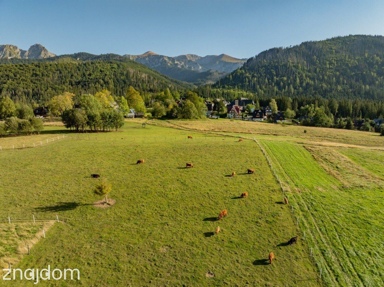 Działka rolna 3115 m² | Kościelisko - zdjęcie 3