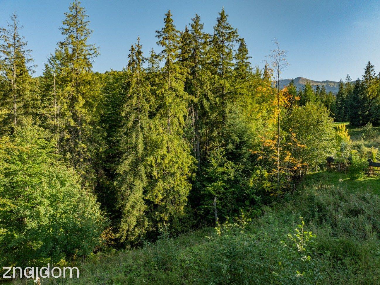 Działka Rolno-Leśna 2784 m² | Kościelisko | Gronik - zdjęcie 10