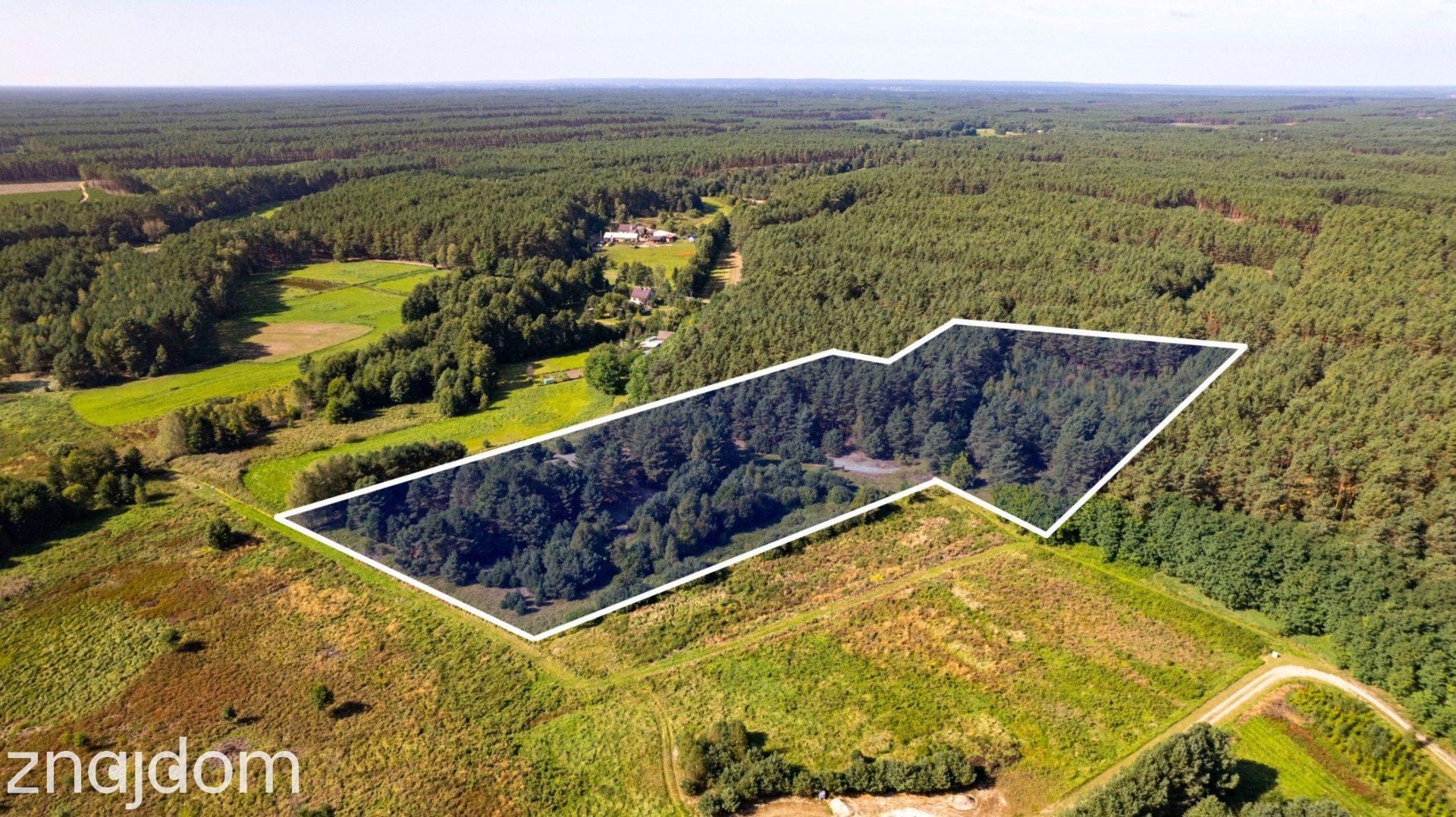 Teren 3,5ha w sercu Puszczy Noteckiej|Prywatny las - zdjęcie 2