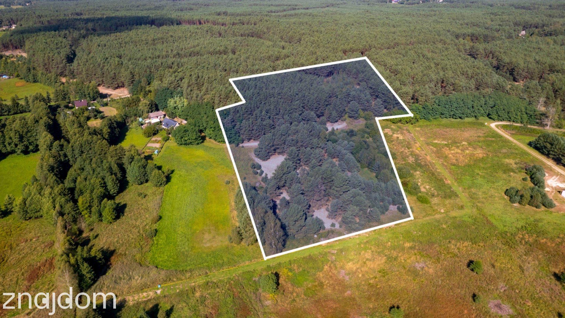 Teren 3,5ha w sercu Puszczy Noteckiej|Prywatny las - zdjęcie 3