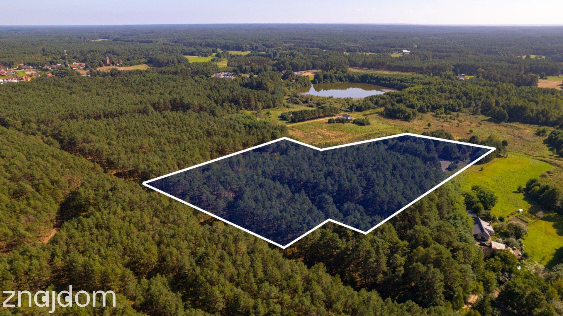 Teren 3,5ha w sercu Puszczy Noteckiej|Prywatny las - zdjęcie 4