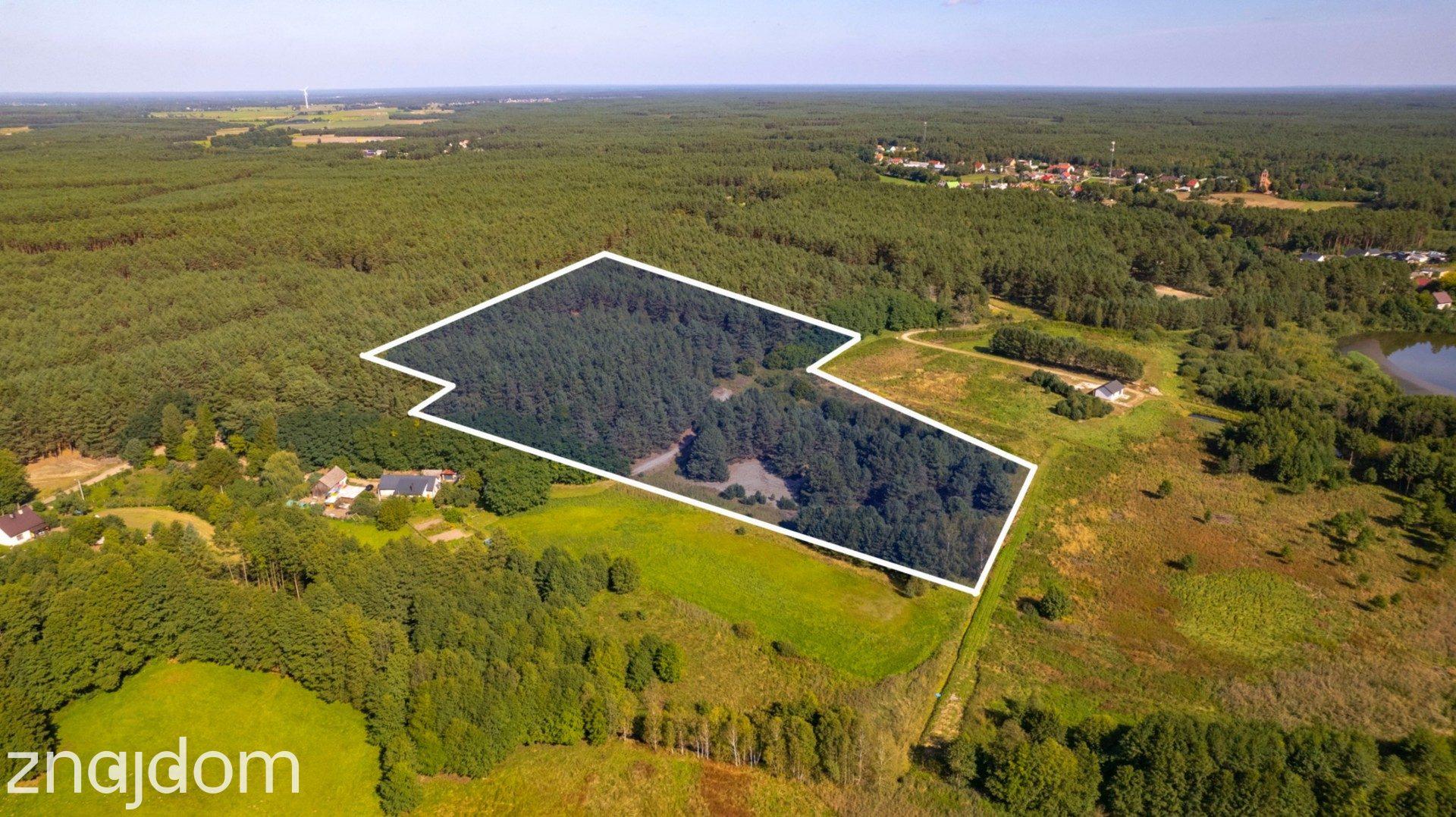 Teren 3,5ha w sercu Puszczy Noteckiej|Prywatny las - zdjęcie 5