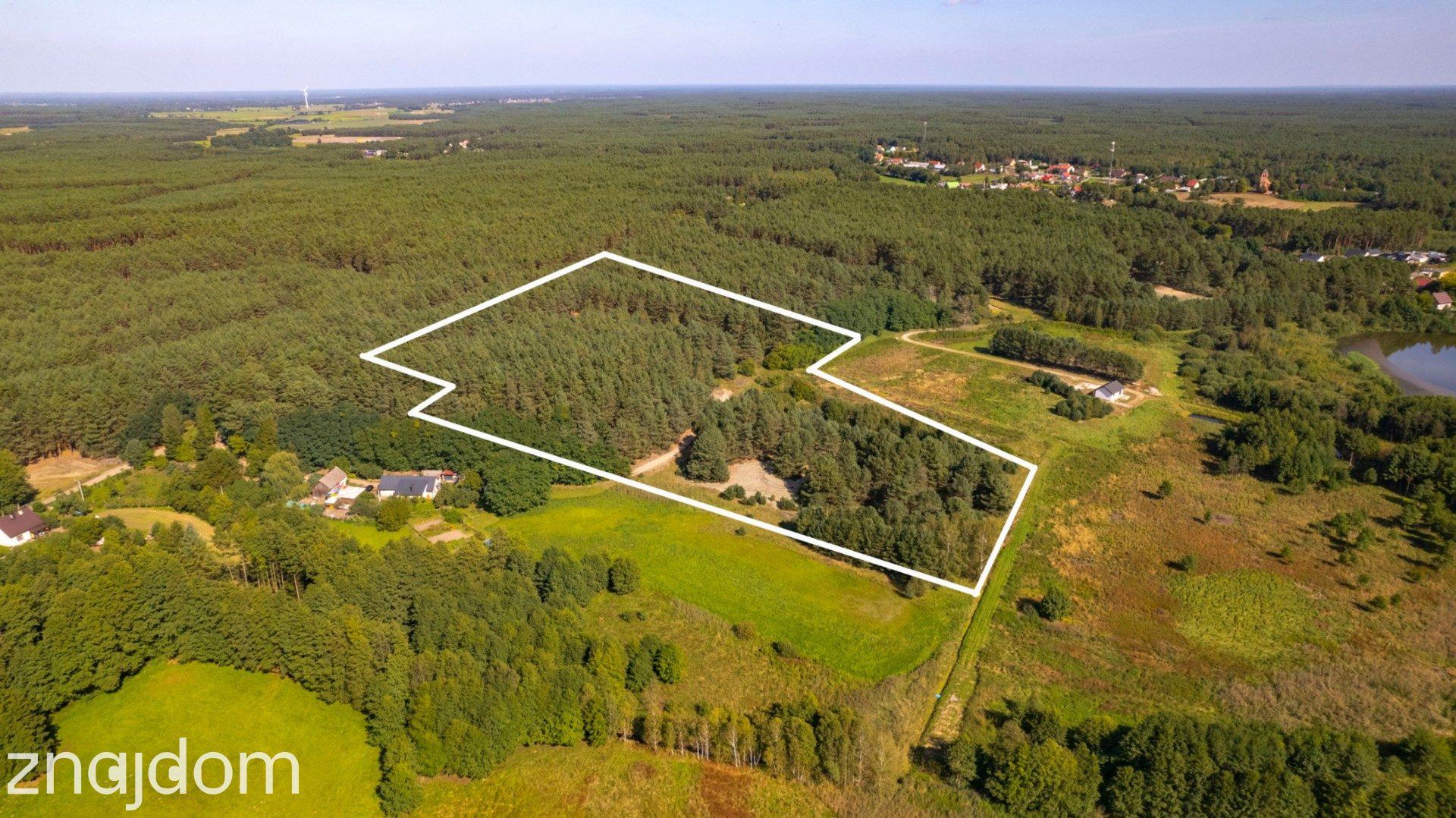 Teren 3,5ha w sercu Puszczy Noteckiej|Prywatny las - zdjęcie 6