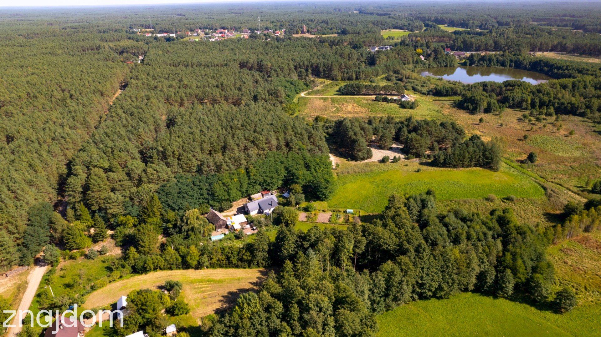 Teren 3,5ha w sercu Puszczy Noteckiej|Prywatny las - zdjęcie 7