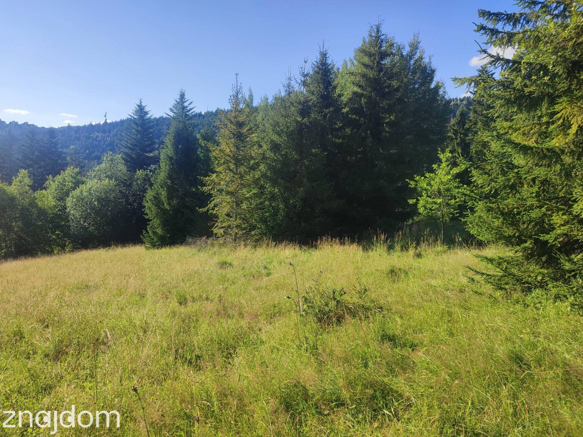 6245 m² w Złatnej – przestrzeń, las, góry i potencjał. - zdjęcie 2