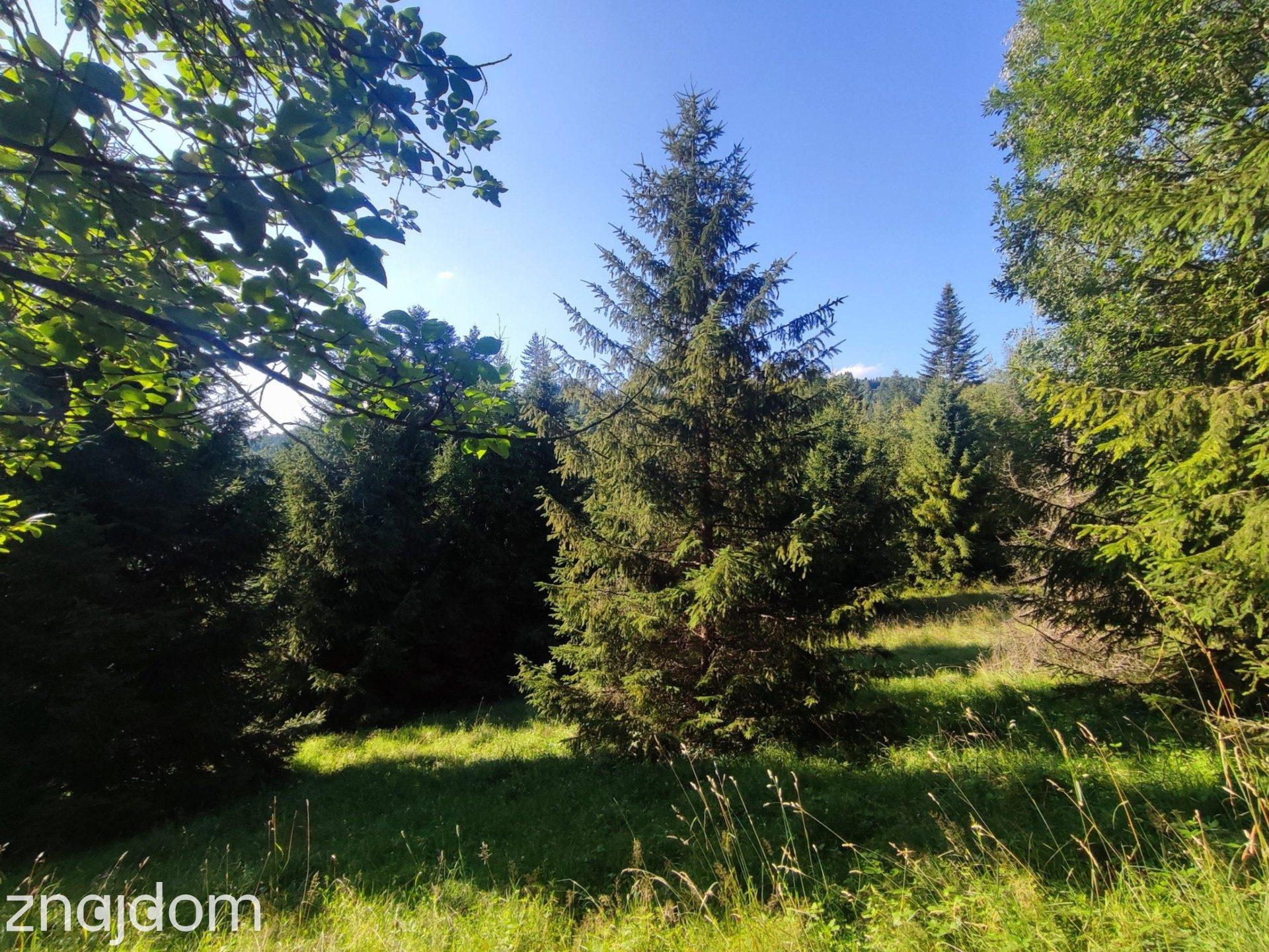 6245 m² w Złatnej – przestrzeń, las, góry i potencjał. - zdjęcie 3