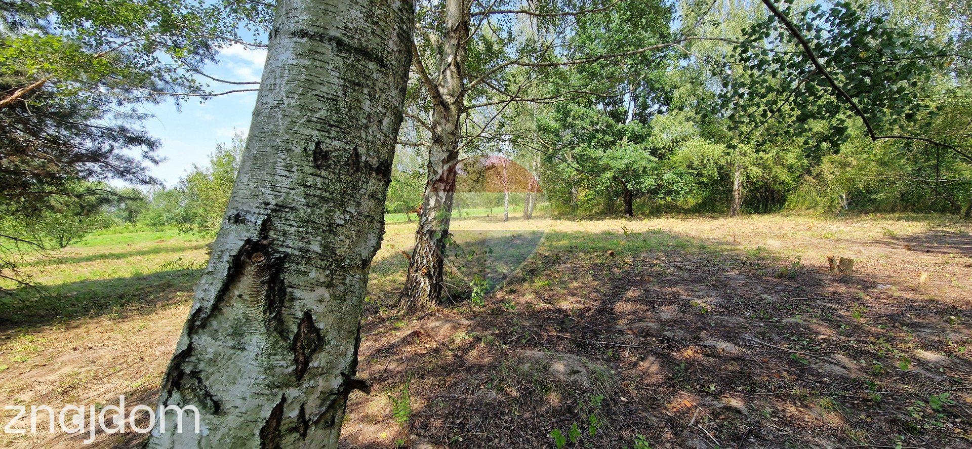 Działka z potencjałem budowlanym 1426 m² - Bielicha k. Radomia - zdjęcie 4